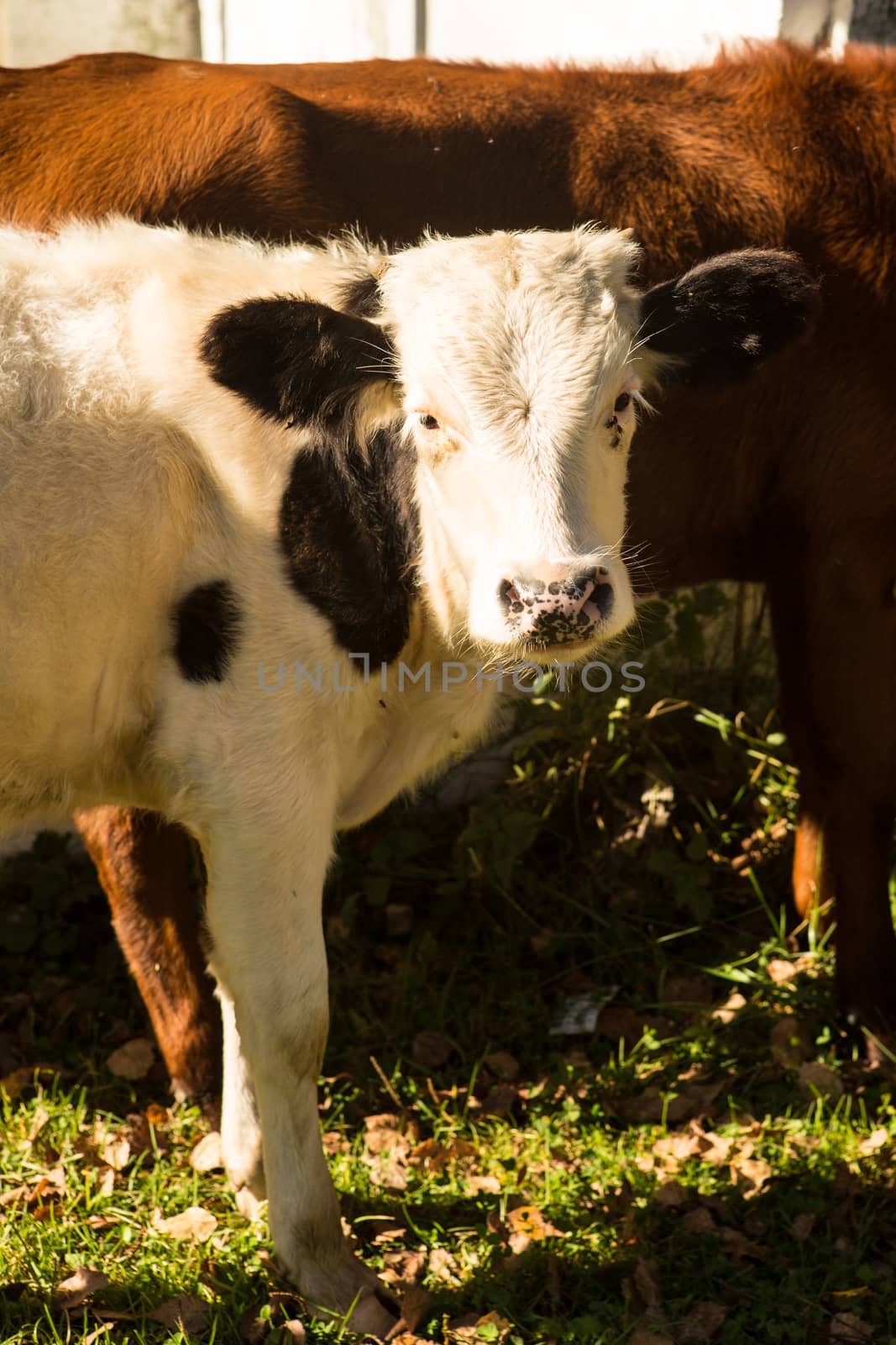 little curious calf walking across the road on a warm day