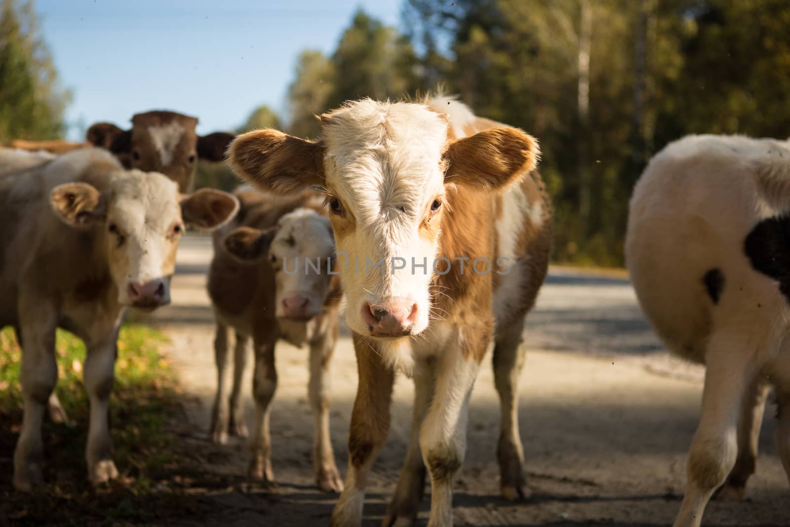 little curious calf walking across the road on a warm day