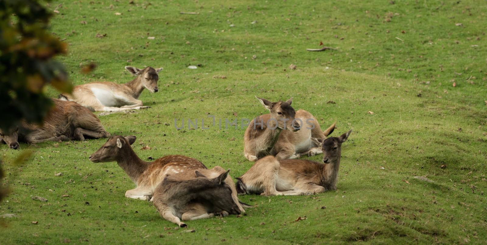 A group of deer is lying on the meadow