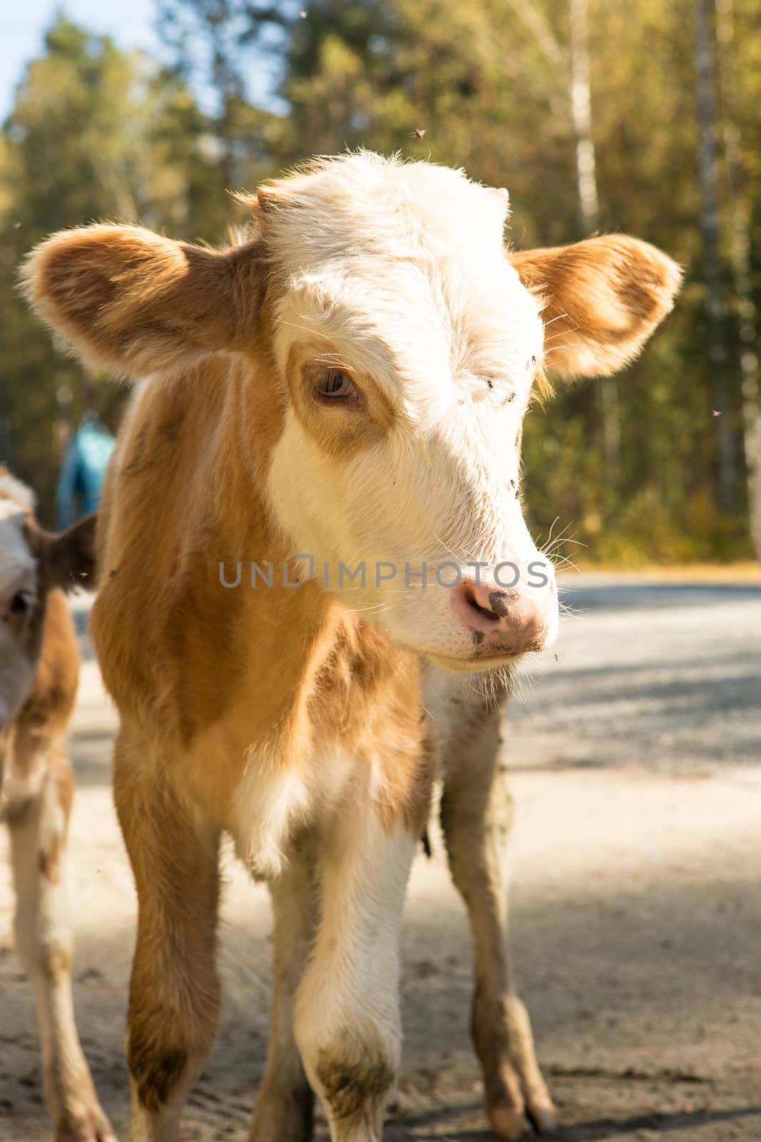 little curious calf walking across the road on a warm day