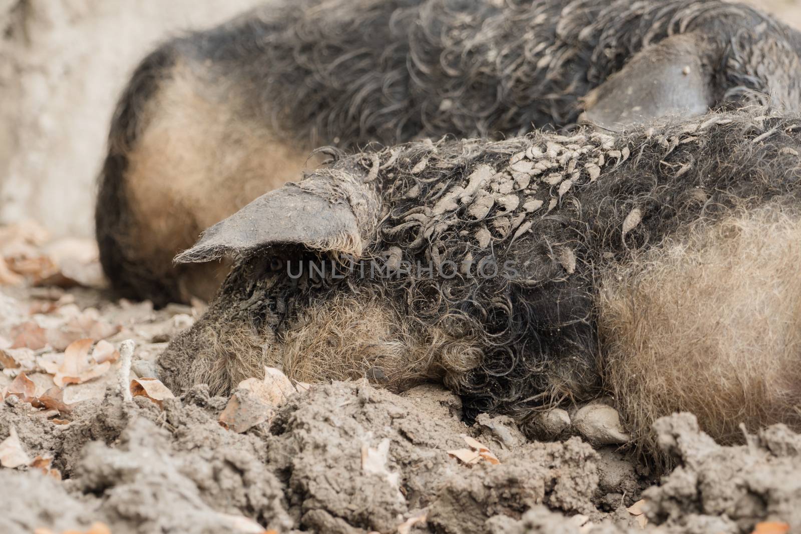 A pig is sleeping in the mud