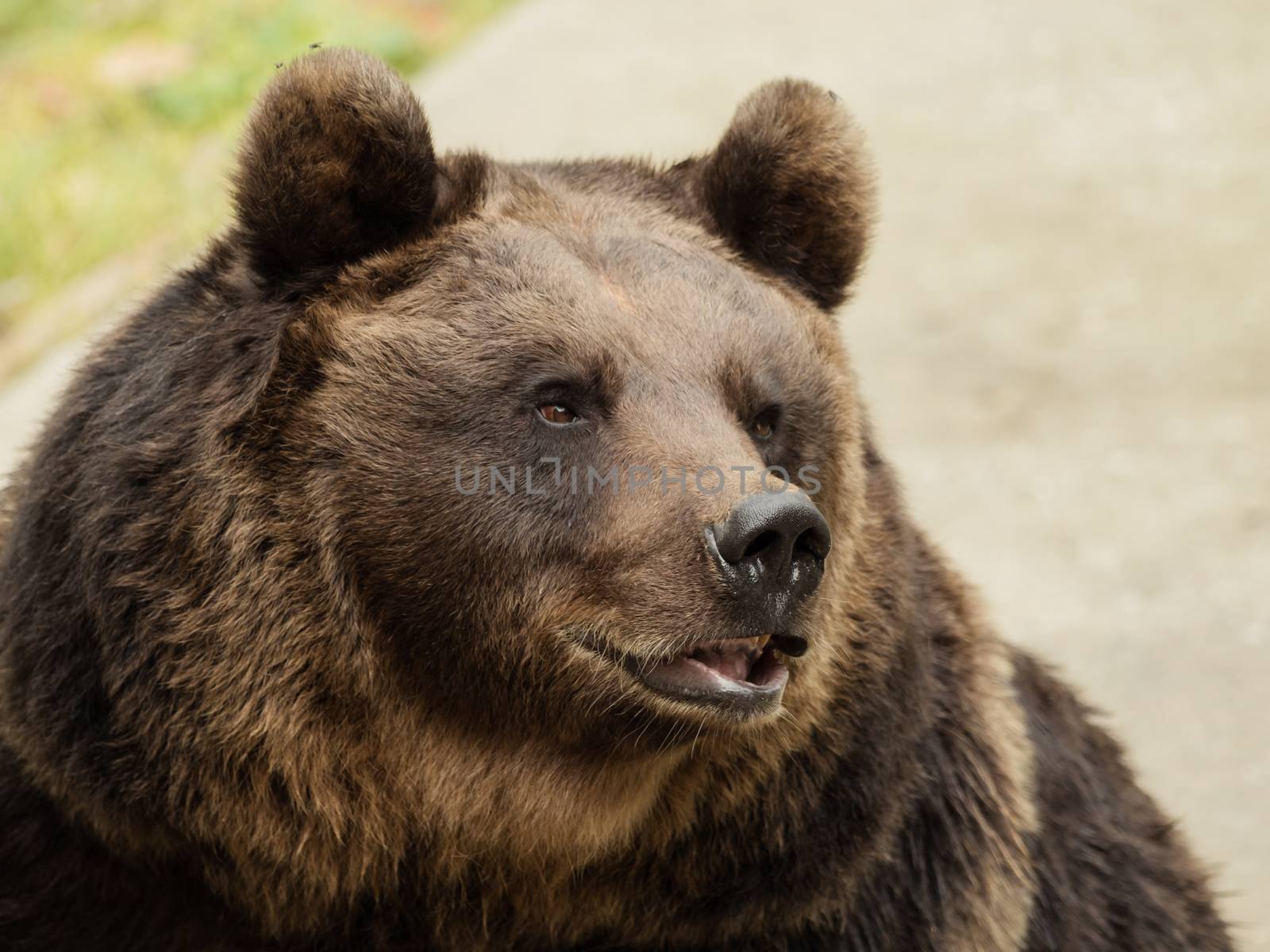 Head of a brown bear