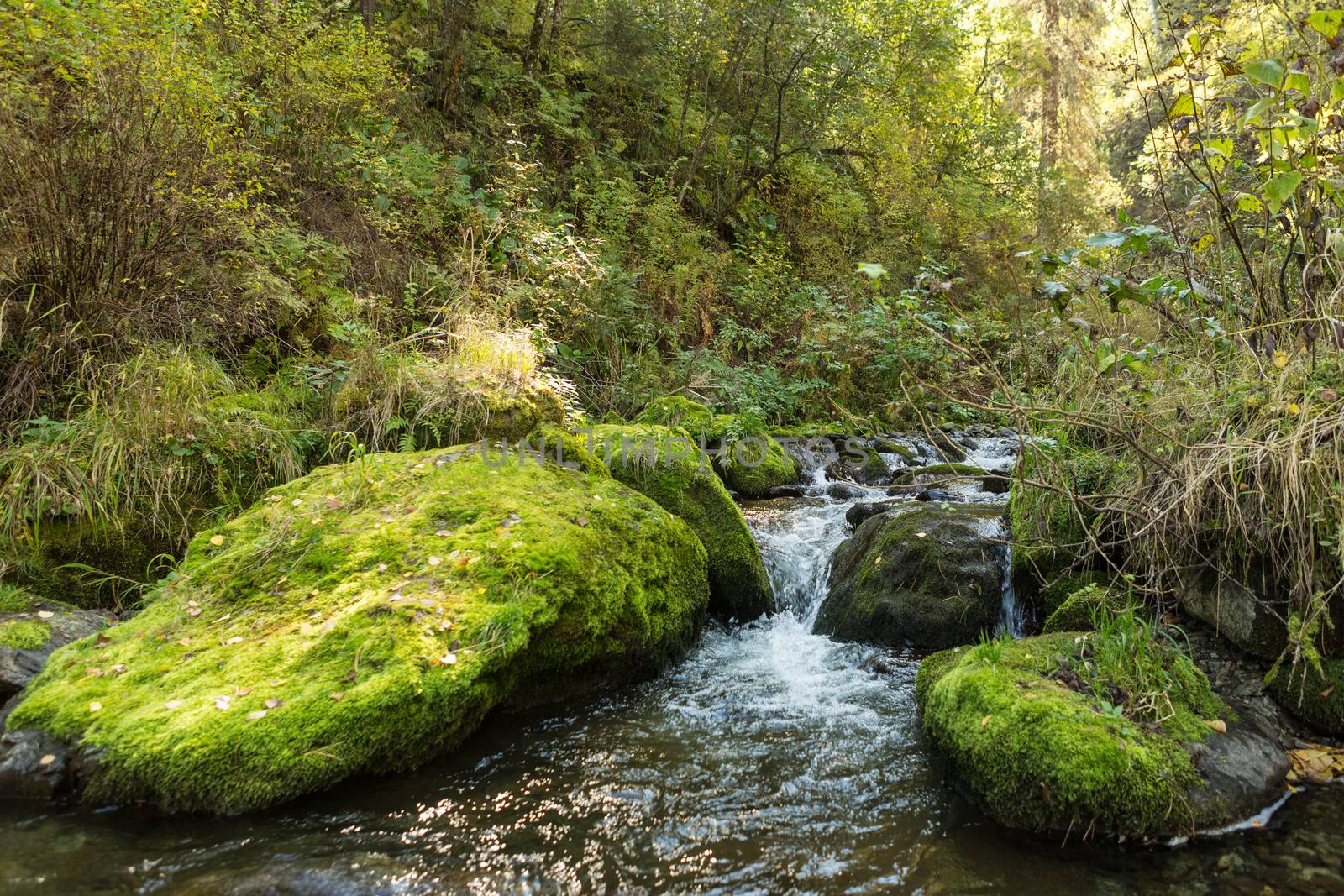 Water flowing over stones overgrown with moss.