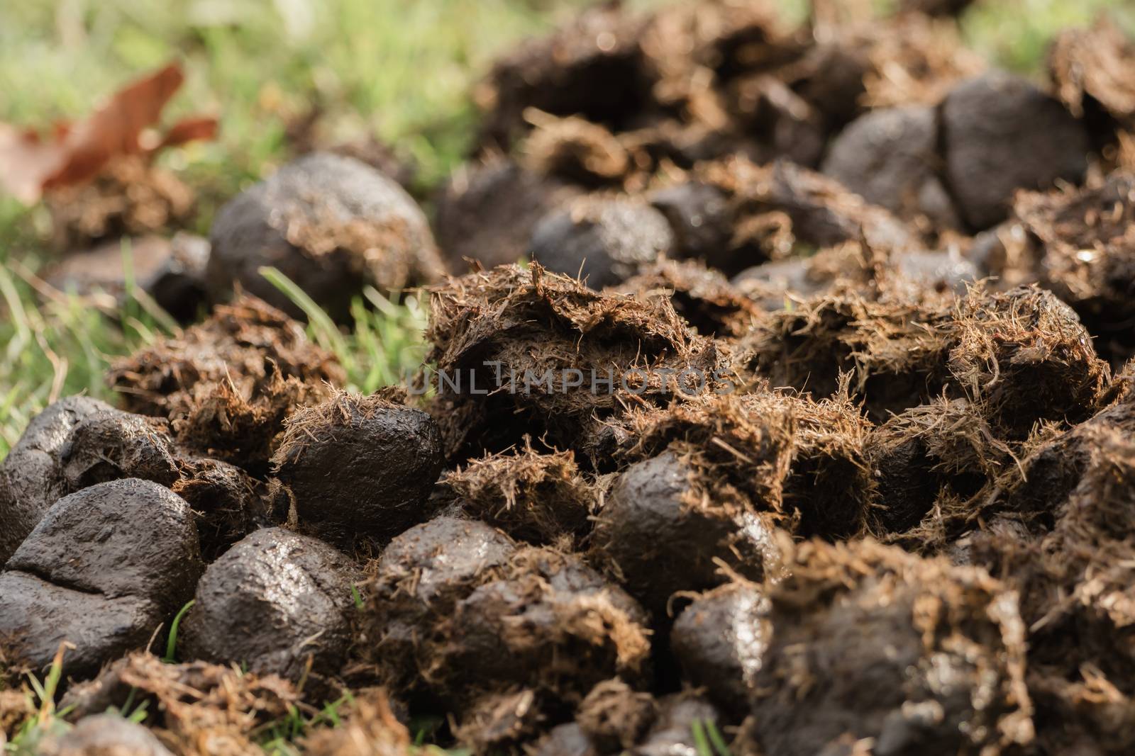 A heap of donkey dung on the meadow