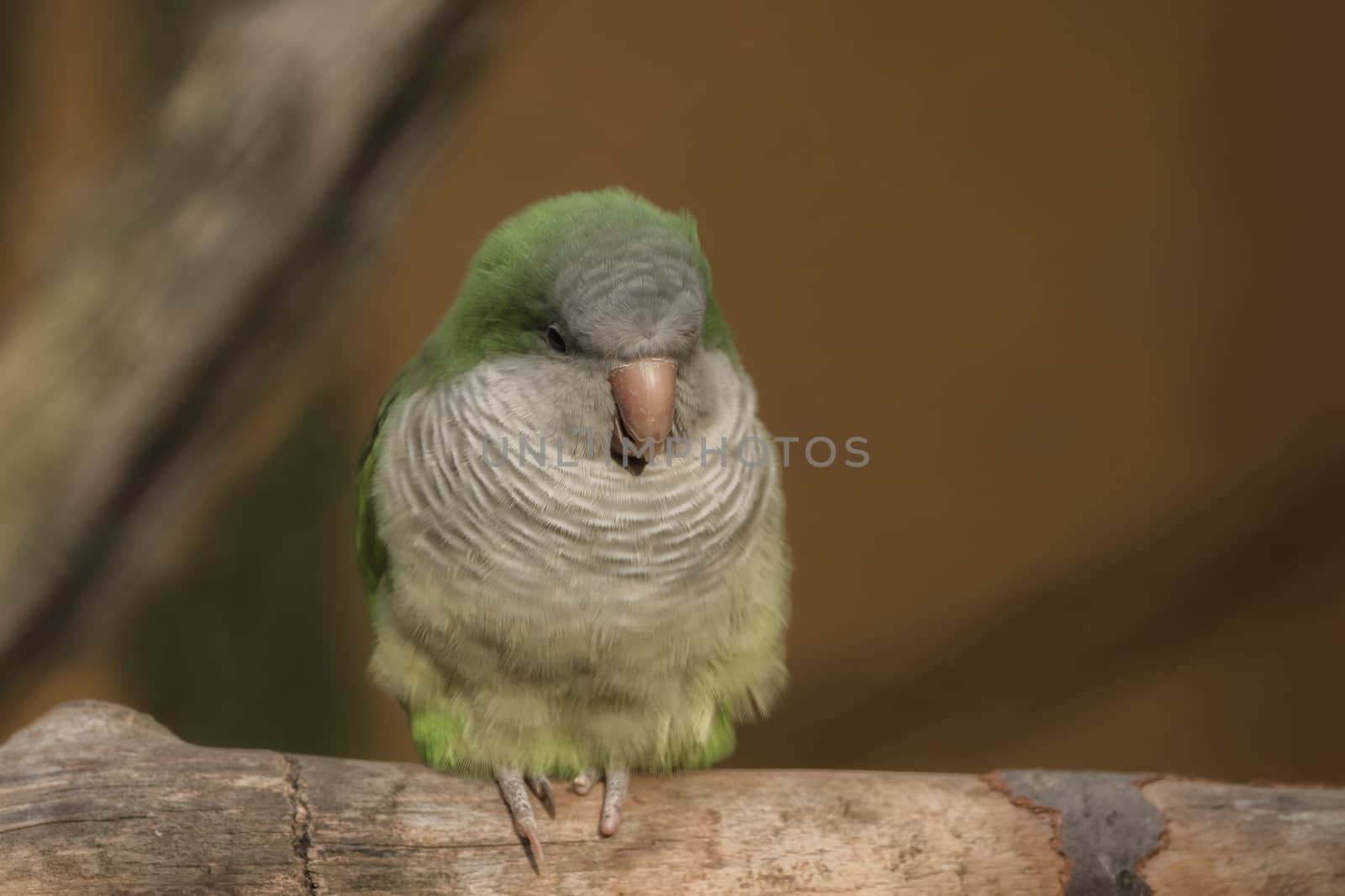 A small bird on a branch