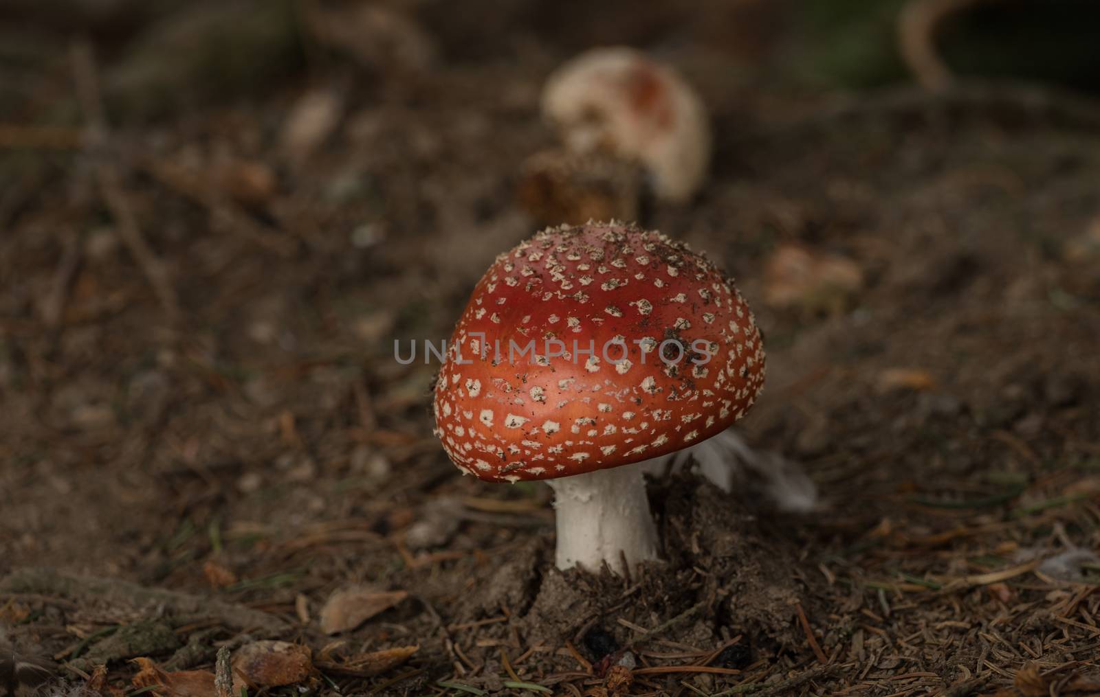 Mushrooms in the forest