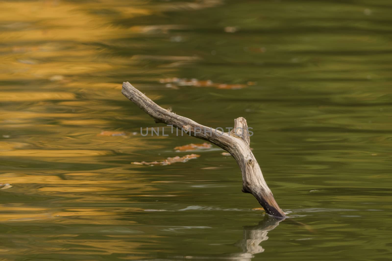 A branch looks out of the lake