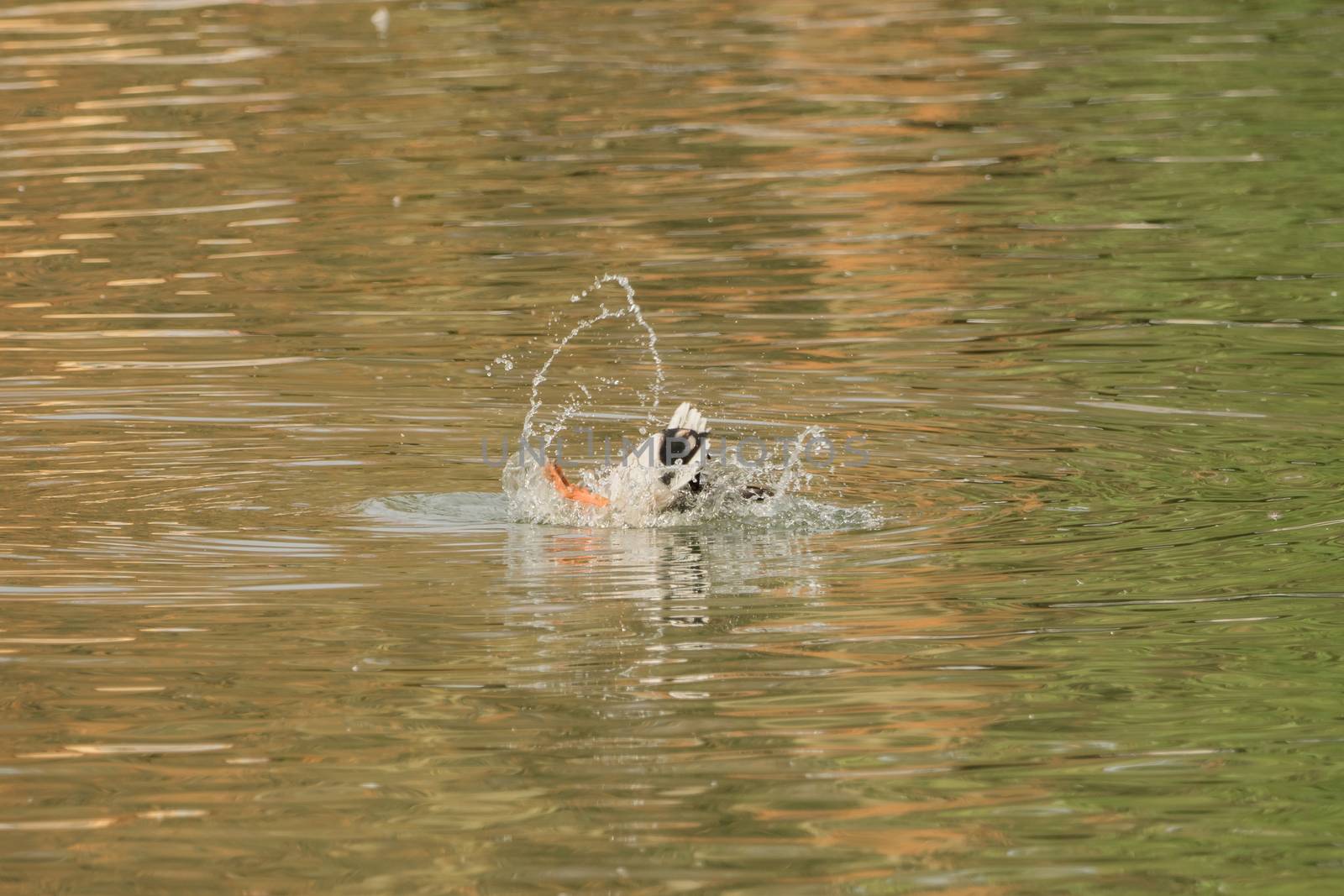 A duck dives into the water