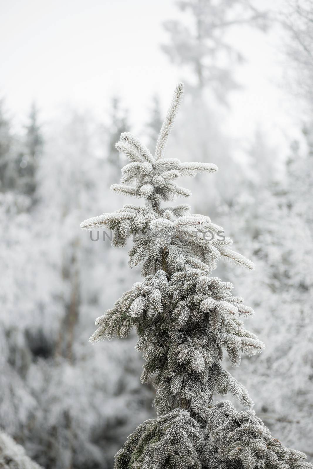 Branches of a fir covered with cones and snow