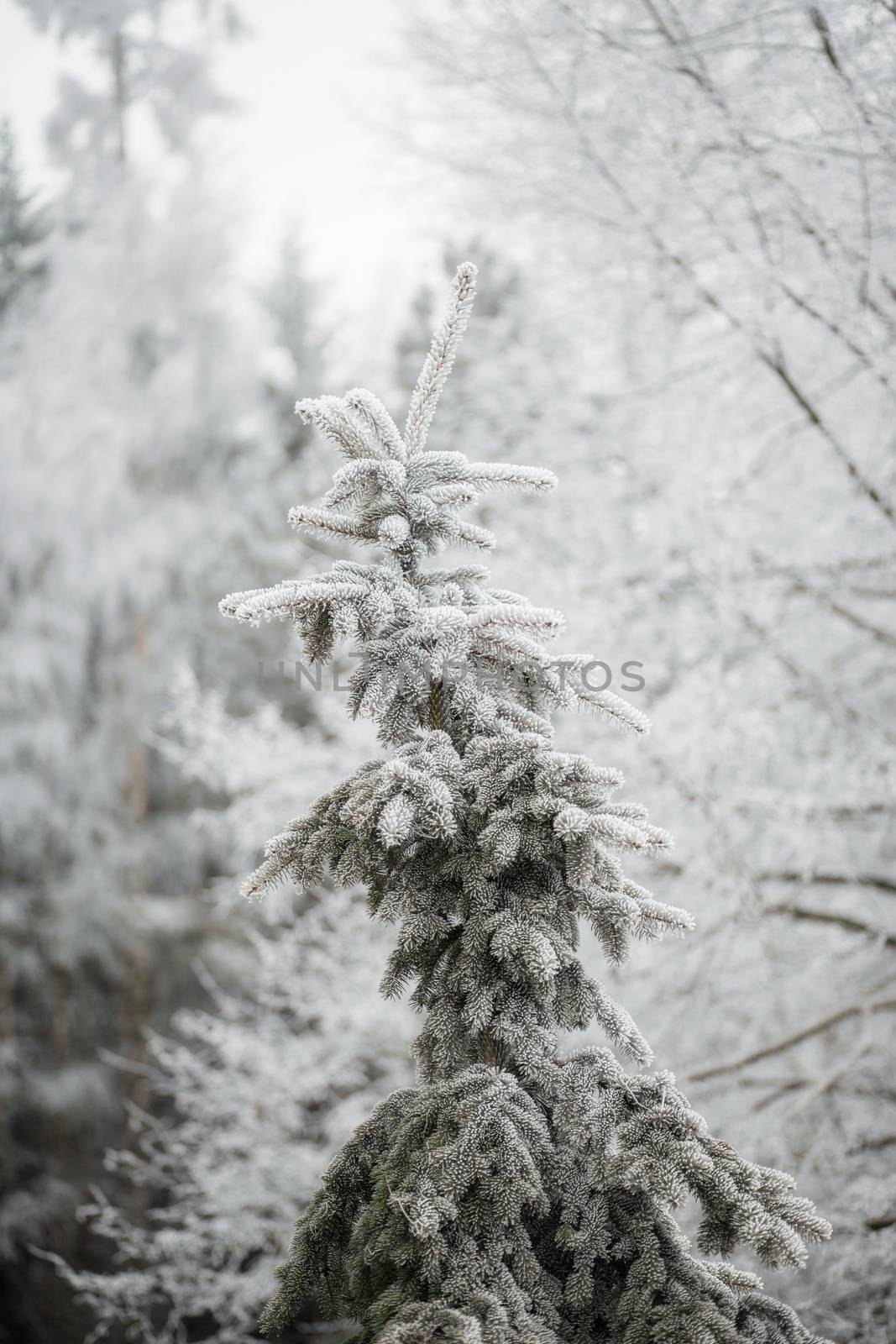 Branches of a fir covered with cones and snow