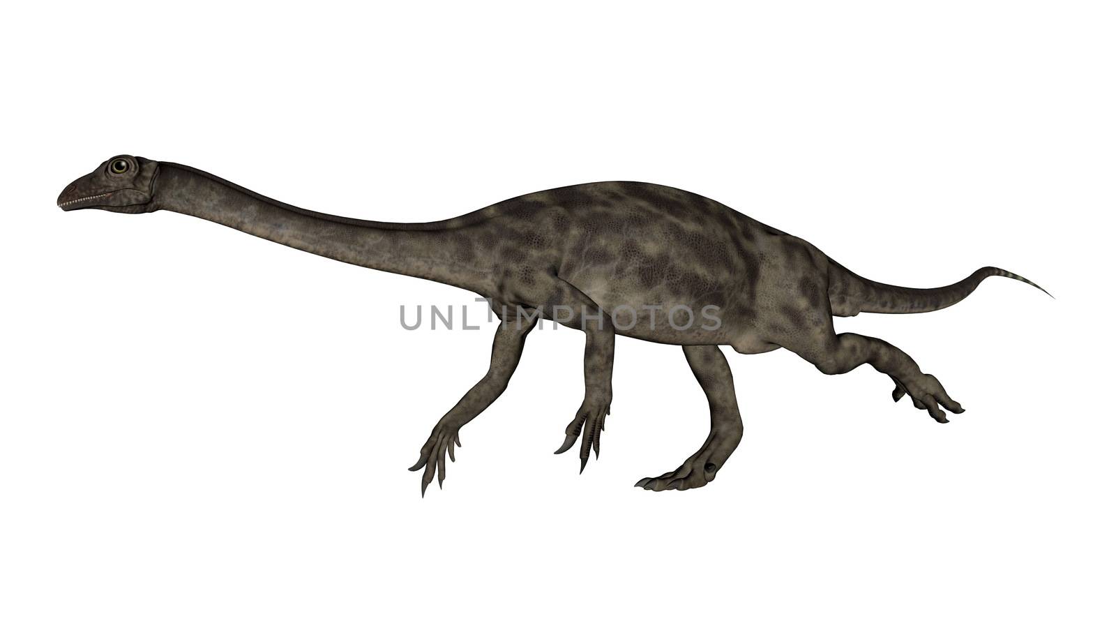 Anchisaurus dinosaur walking isolated in white background -3D render