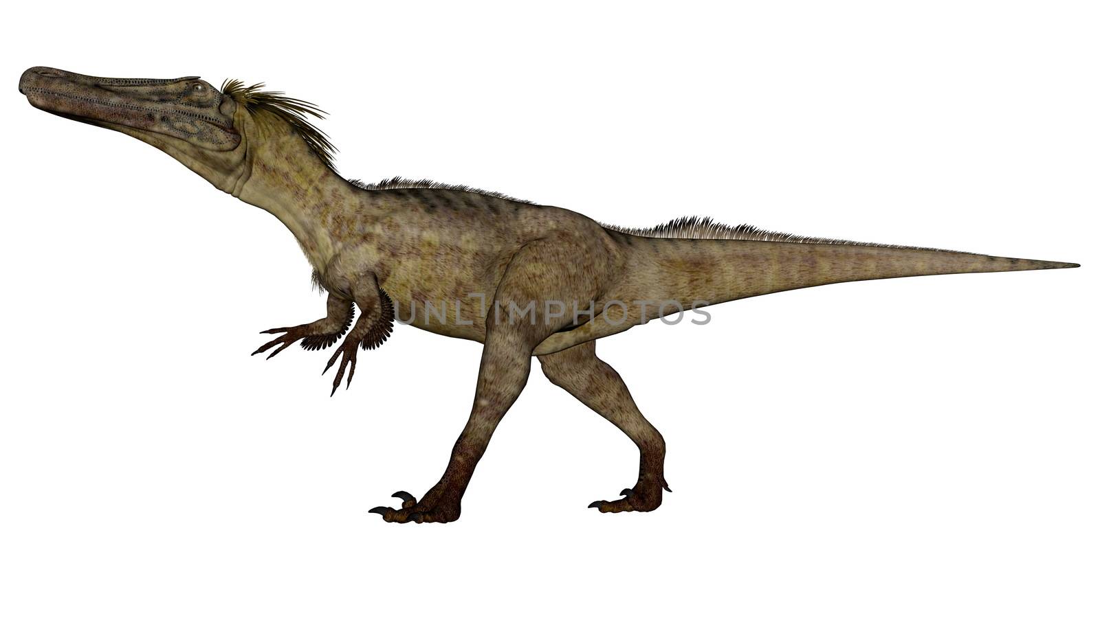 Austroraptor dinosaur walking isolated in white background -3D render