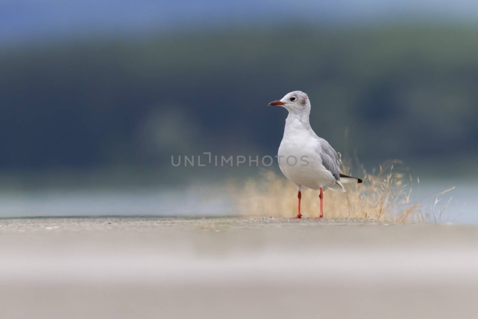 Black-headed gull, chroicocephalus ridibundus, on the ground by Elenaphotos21