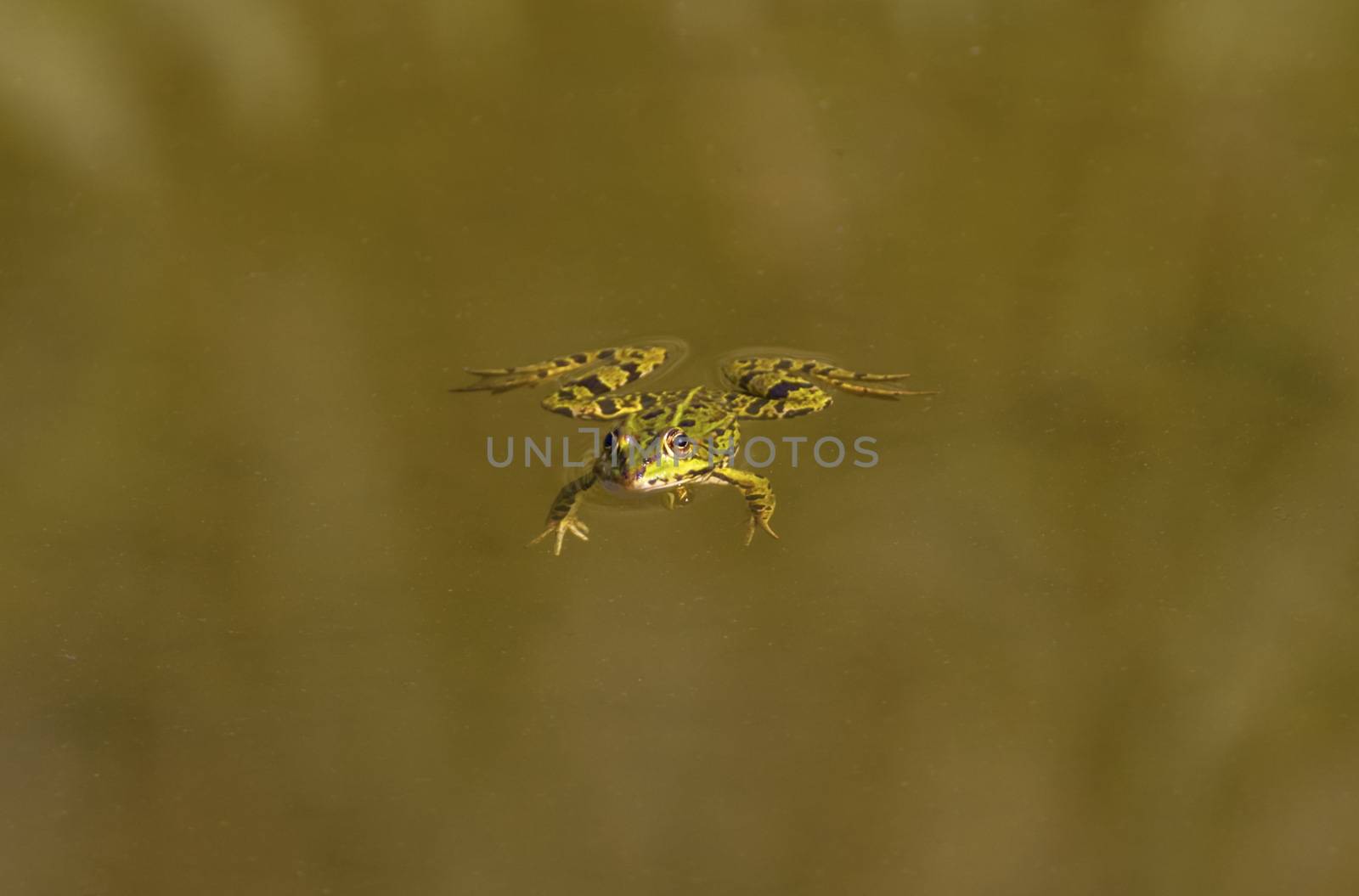 Frog swimming alone in the quiet pond