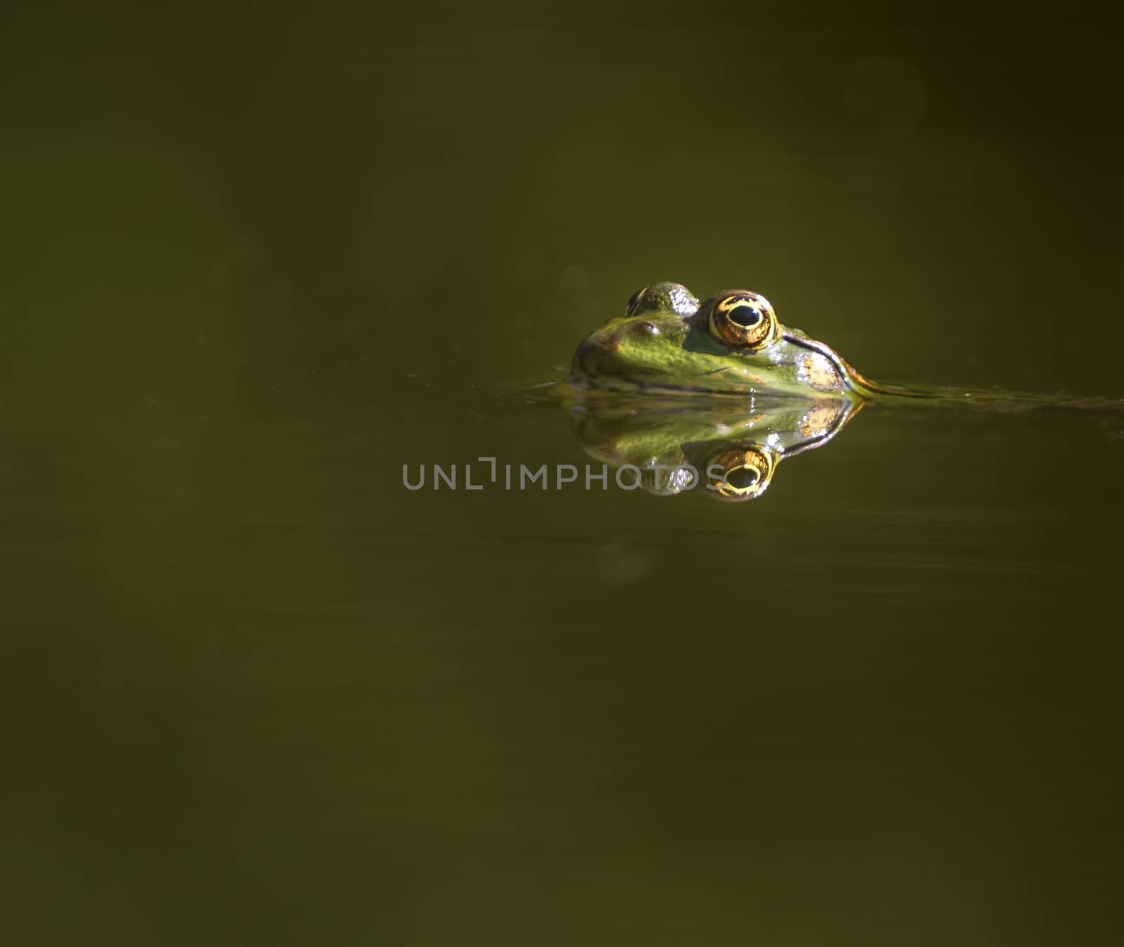 Eyes of a frog swimming in the pond