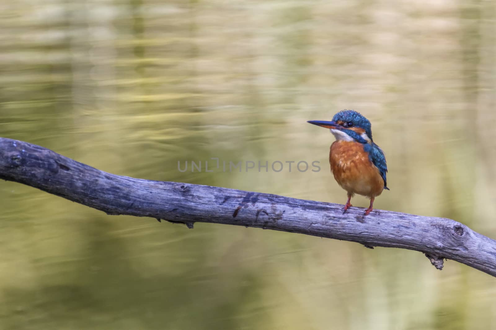 Eurasian, river or common kingfisher, alcedo atthis, Neuchatel, Switzerland by Elenaphotos21