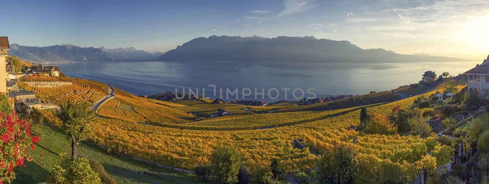 Panorama on Lavaux region, Vaud, Switzerland by Elenaphotos21