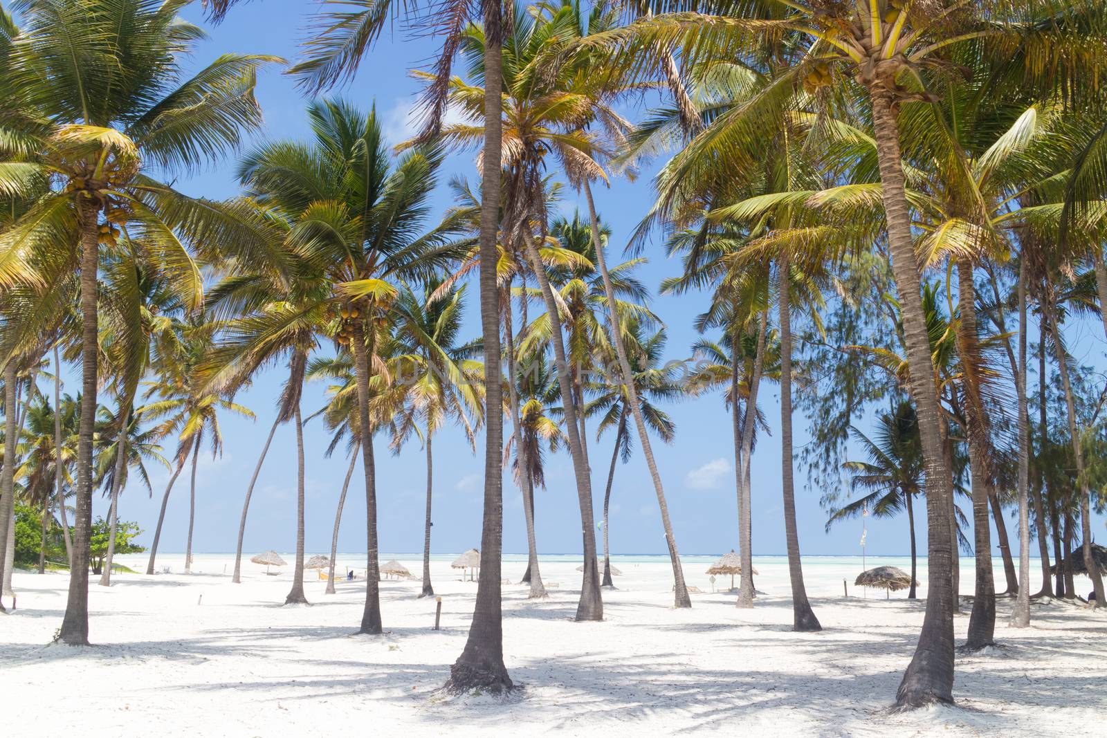 Perfect tropical white sandy beach with palm trees, Paje, Zanzibar, Tanzania