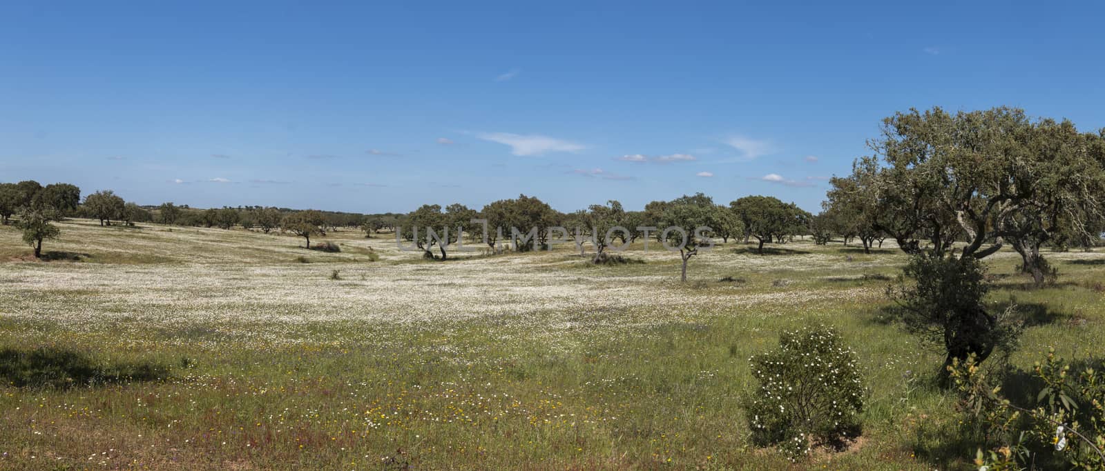 Typical view of Spring landscape in Alentejo with white daisies and holm oak trees.