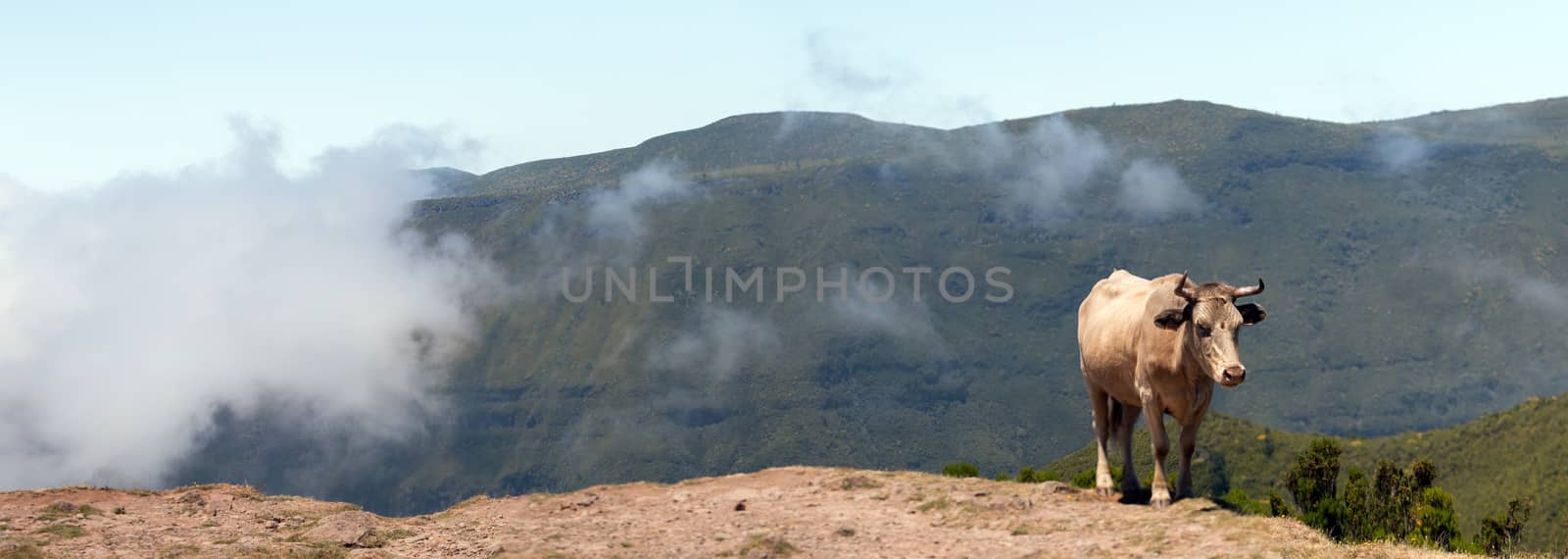 Brown cow on top of the mountain, in Madeira island.