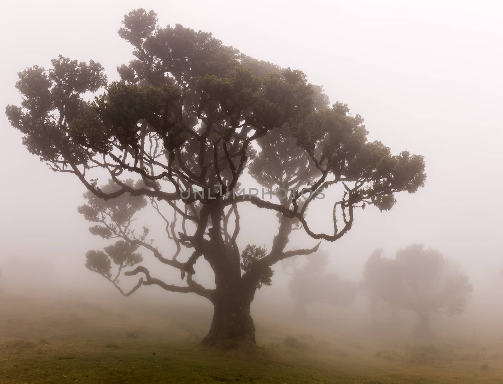 Fanal old Laurel trees location, famous hiking trail on Madeira island, Portugal.