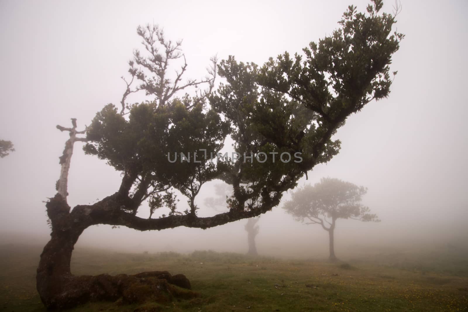 Fanal old Laurel trees location, famous hiking trail on Madeira island, Portugal.