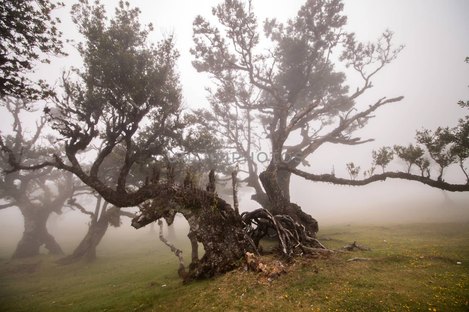 Fanal old Laurel trees location, famous hiking trail on Madeira island, Portugal.