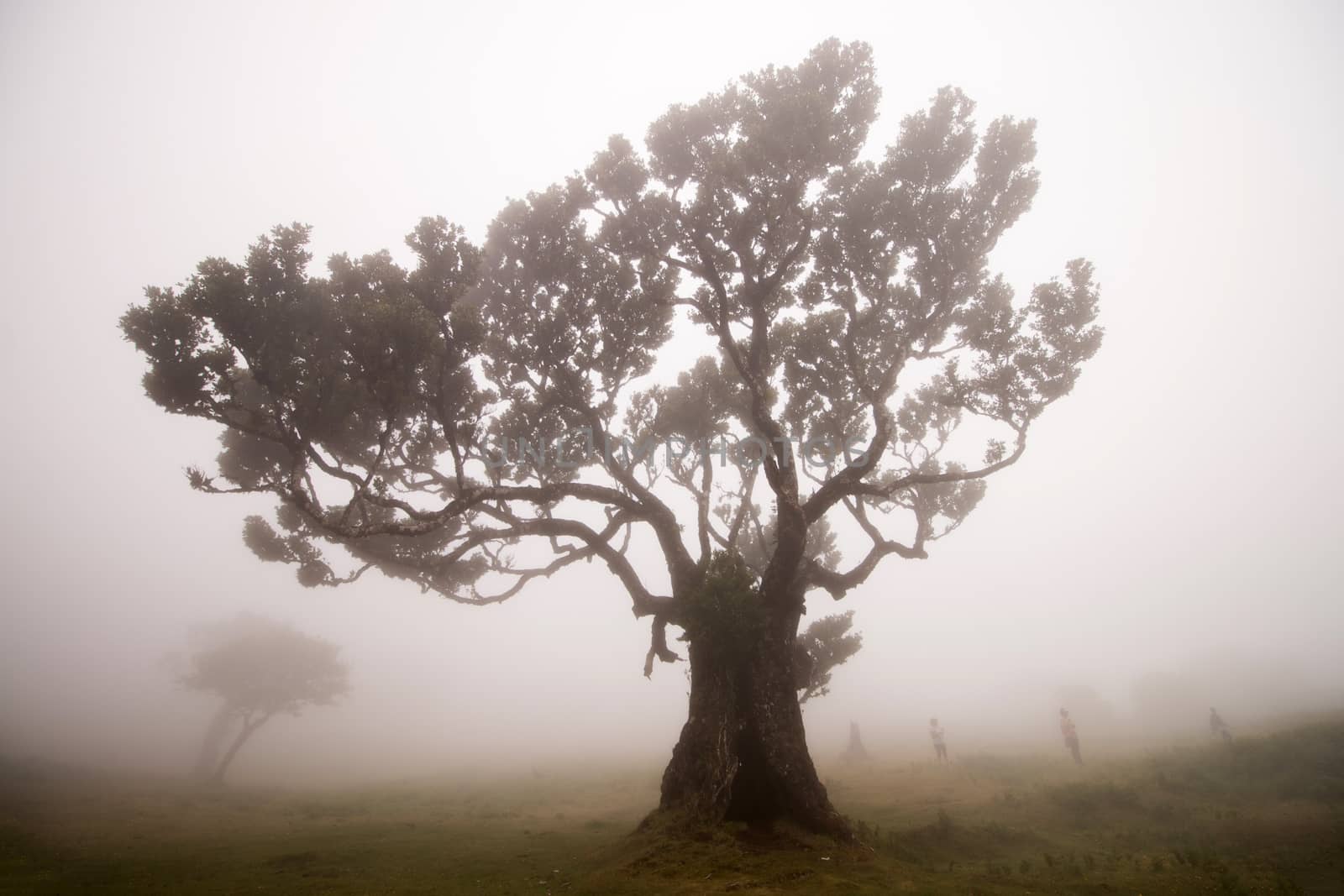 Fanal old Laurel trees by membio