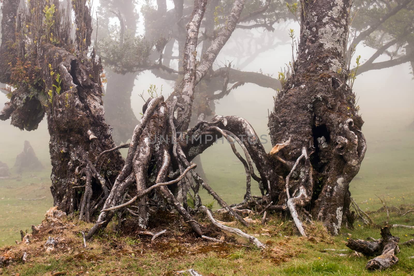 Fanal old Laurel trees location, famous hiking trail on Madeira island, Portugal.