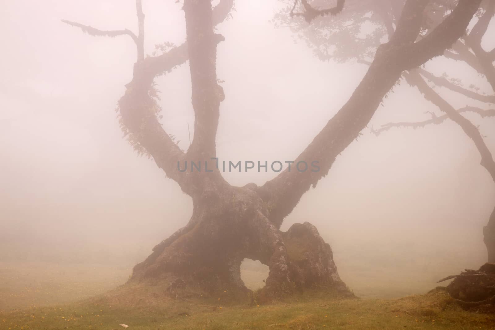 Fanal old Laurel trees location, famous hiking trail on Madeira island, Portugal.