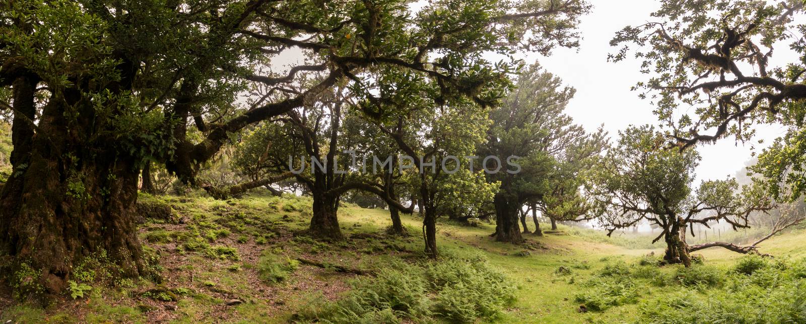 Fanal old Laurel trees location, famous hiking trail on Madeira island, Portugal.