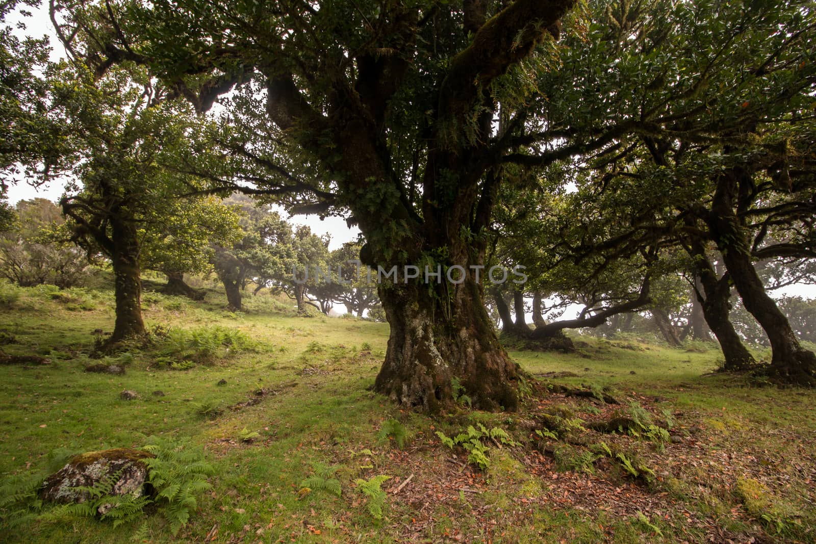 Fanal old Laurel trees by membio