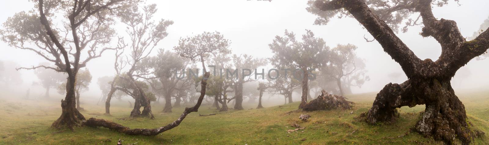 Fanal old Laurel trees location, famous hiking trail on Madeira island, Portugal.