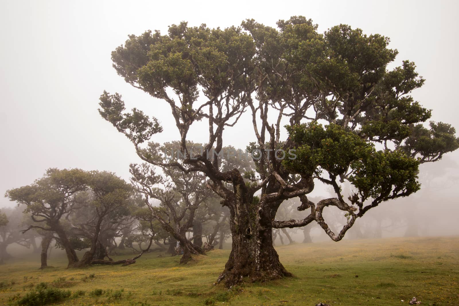 Fanal old Laurel trees location, famous hiking trail on Madeira island, Portugal.