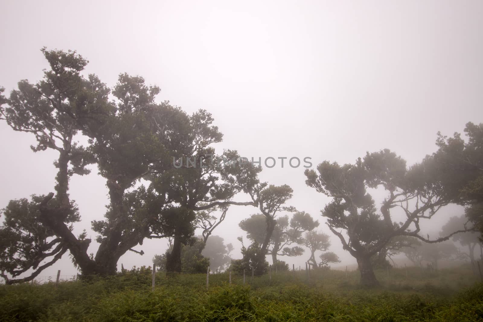 Fanal old Laurel trees location, famous hiking trail on Madeira island, Portugal.