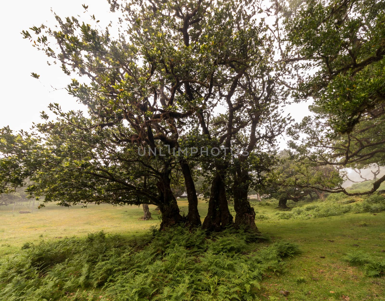 Fanal old Laurel trees by membio