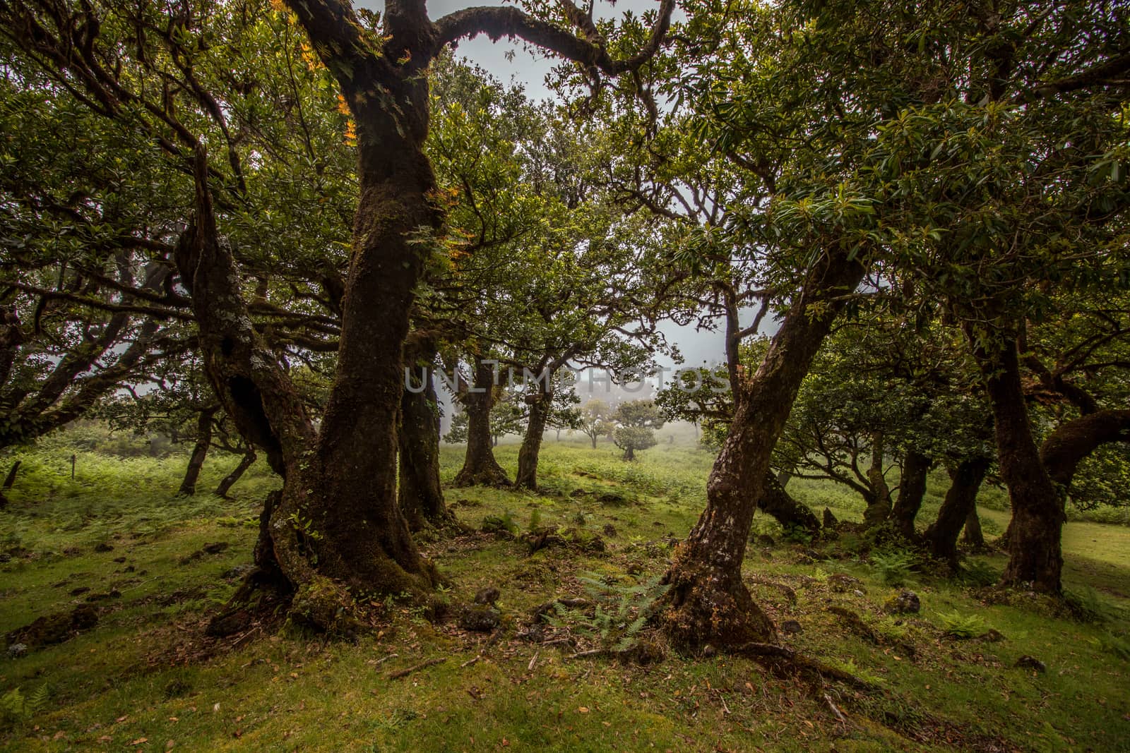 Fanal old Laurel trees location, famous hiking trail on Madeira island, Portugal.