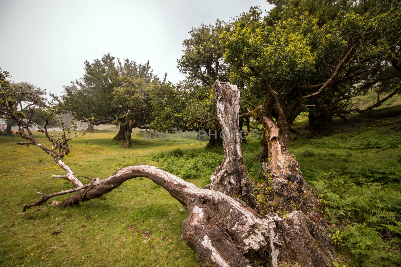 Fanal old Laurel trees location, famous hiking trail on Madeira island, Portugal.