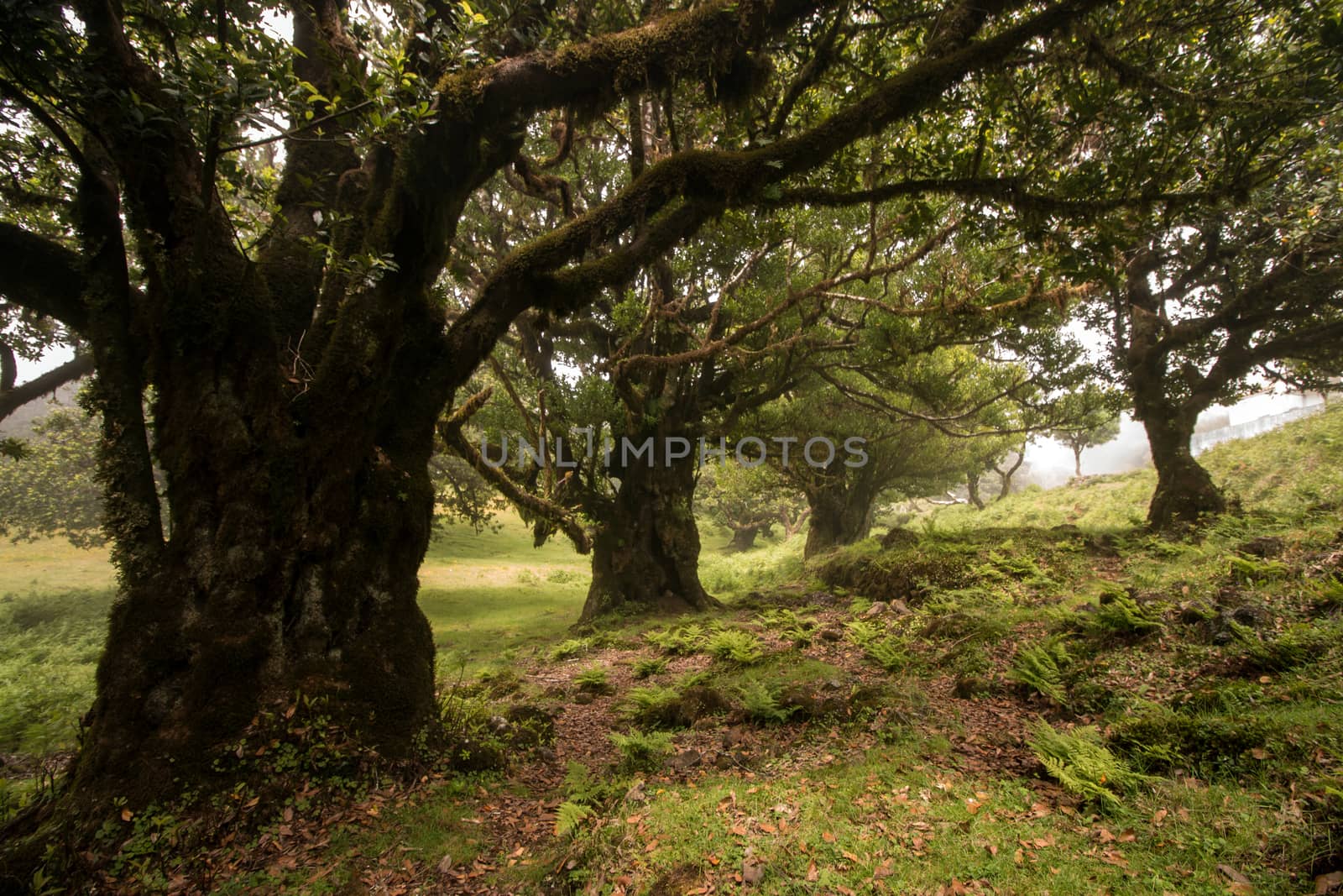 Fanal old Laurel trees location, famous hiking trail on Madeira island, Portugal.