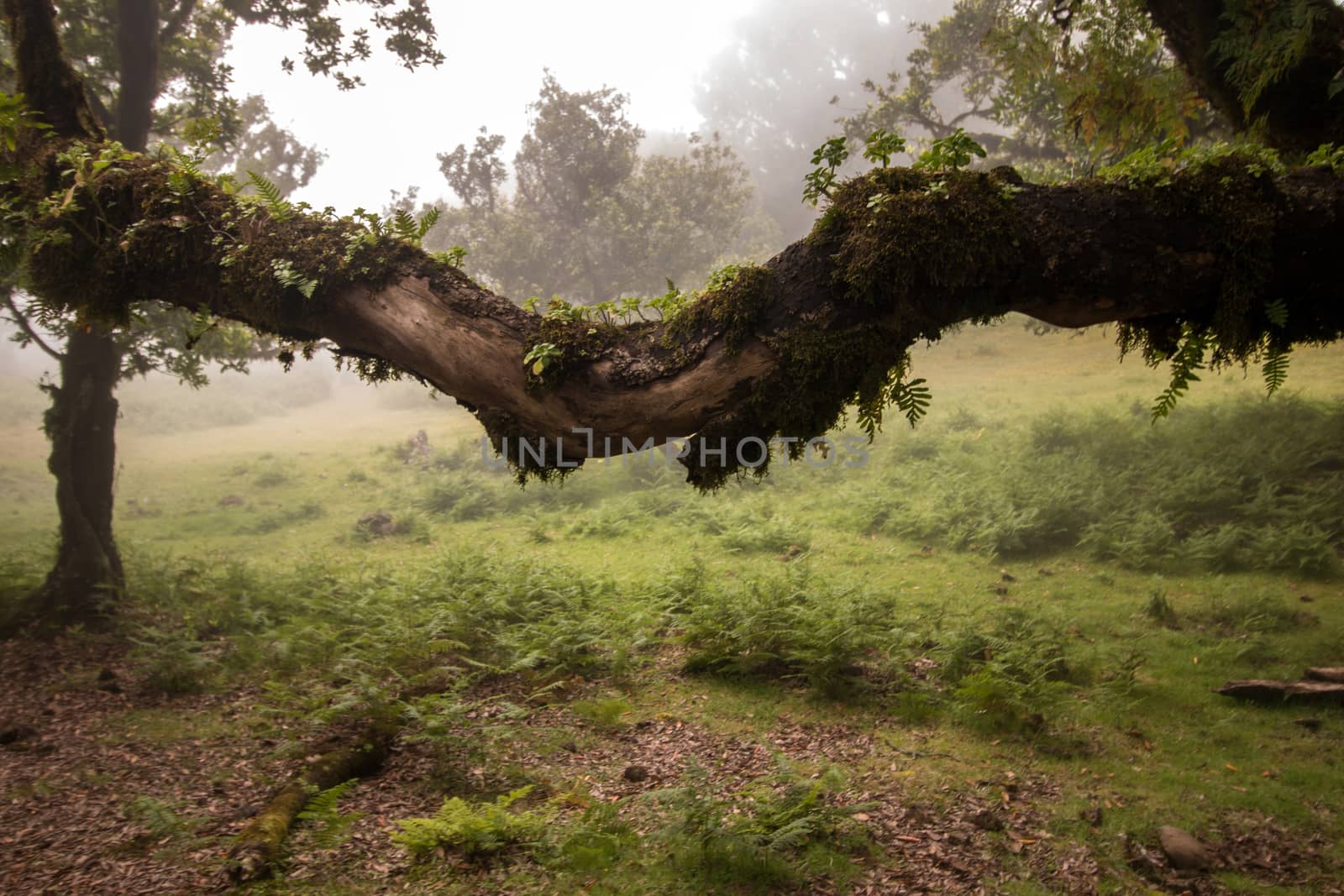 Fanal old Laurel trees location, famous hiking trail on Madeira island, Portugal.