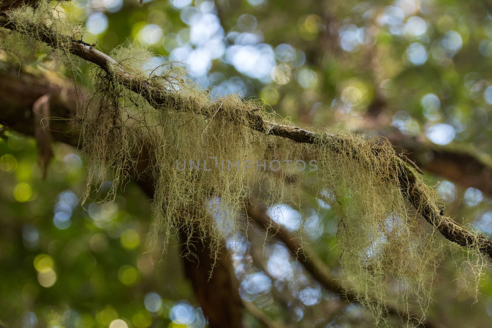 Flora detail from Levada of 25 fontes, famous hiking trail on Madeira island, Portugal.