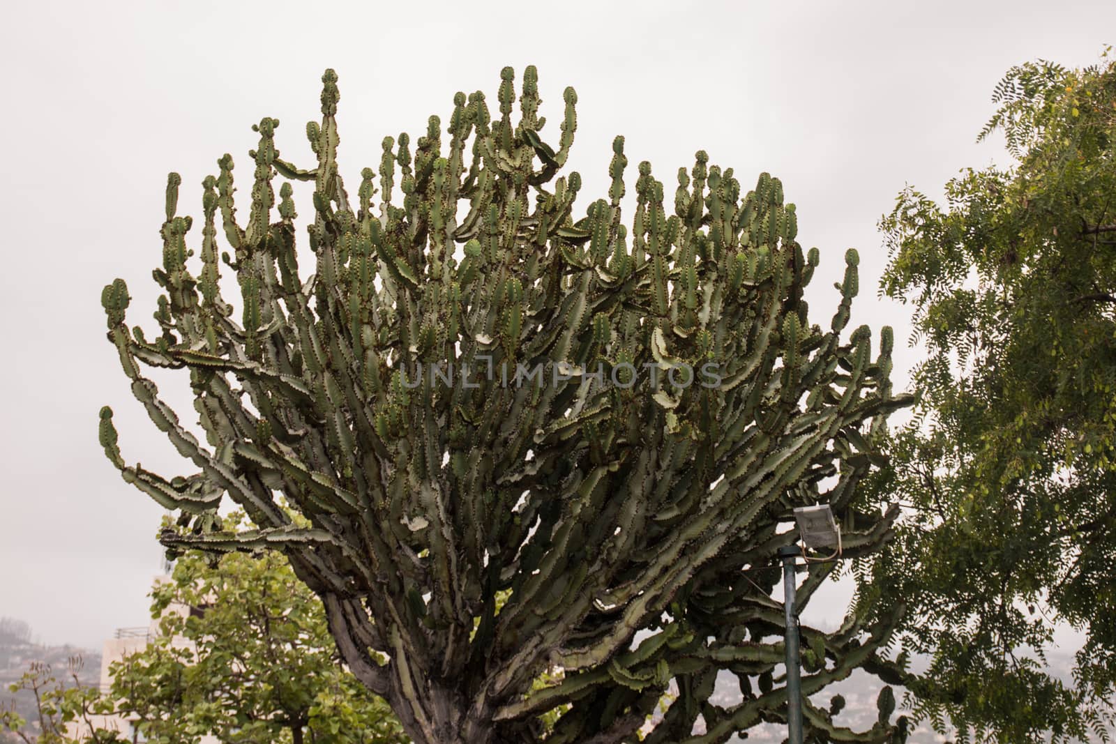 Tall (Candelabra Tree) Euphorbia ingens cactus in a urban park.