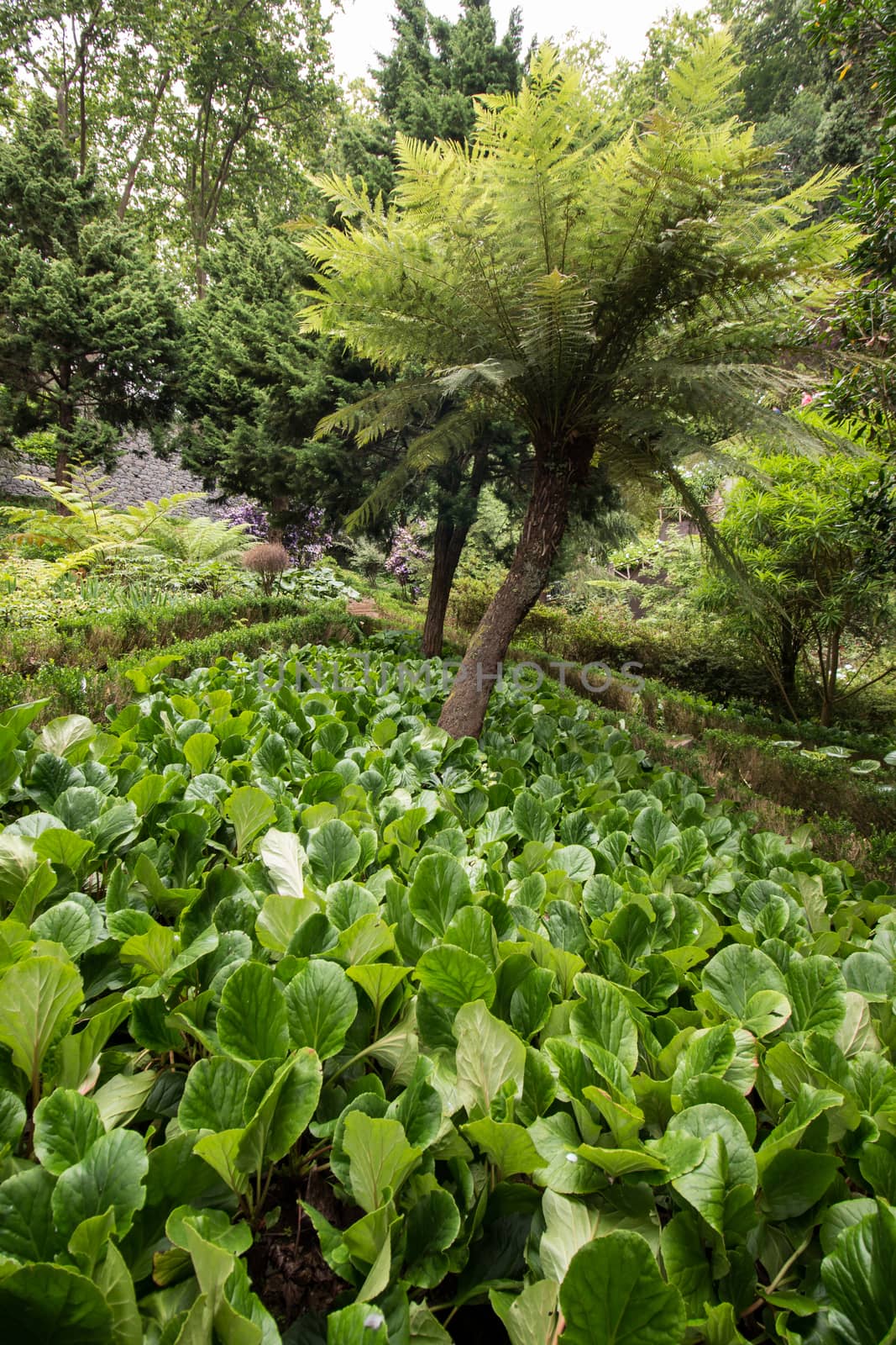 Tropical garden Monte Palace, located in Funchal city, Madeira island, Portugal.