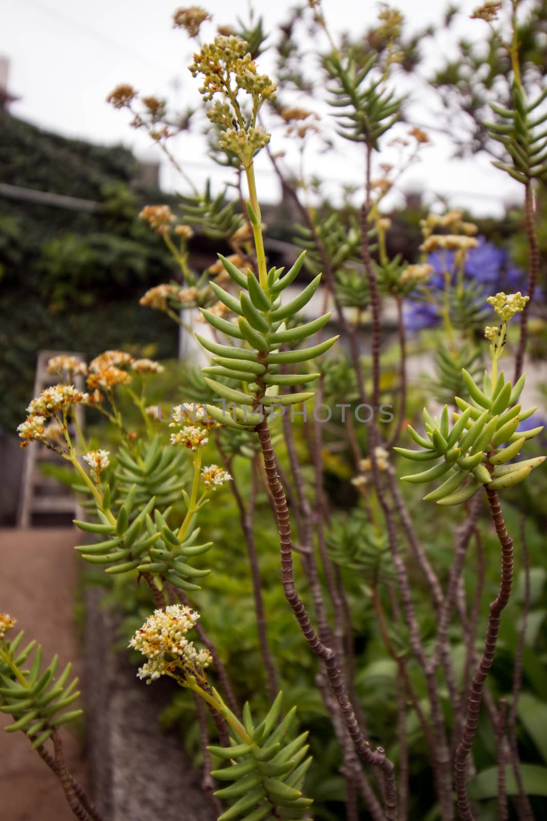 Tropical garden Monte Palace, located in Funchal city, Madeira island, Portugal.