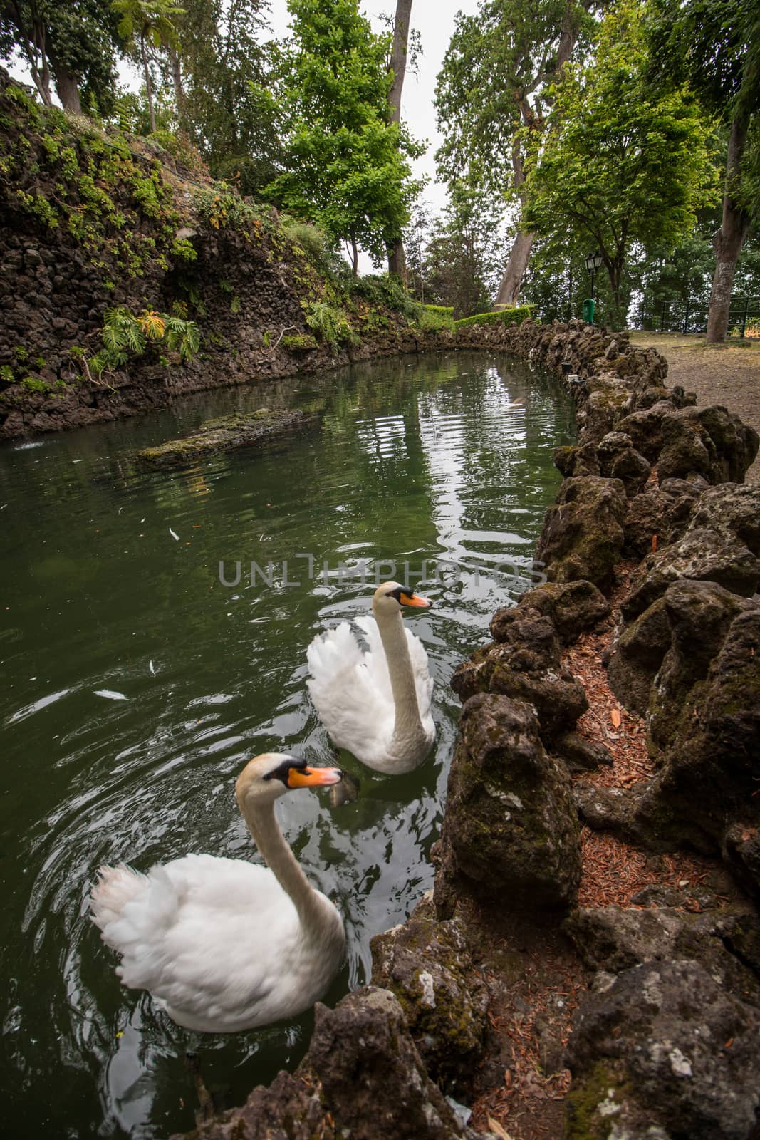 Tropical garden Monte Palace, located in Funchal city, Madeira island, Portugal.