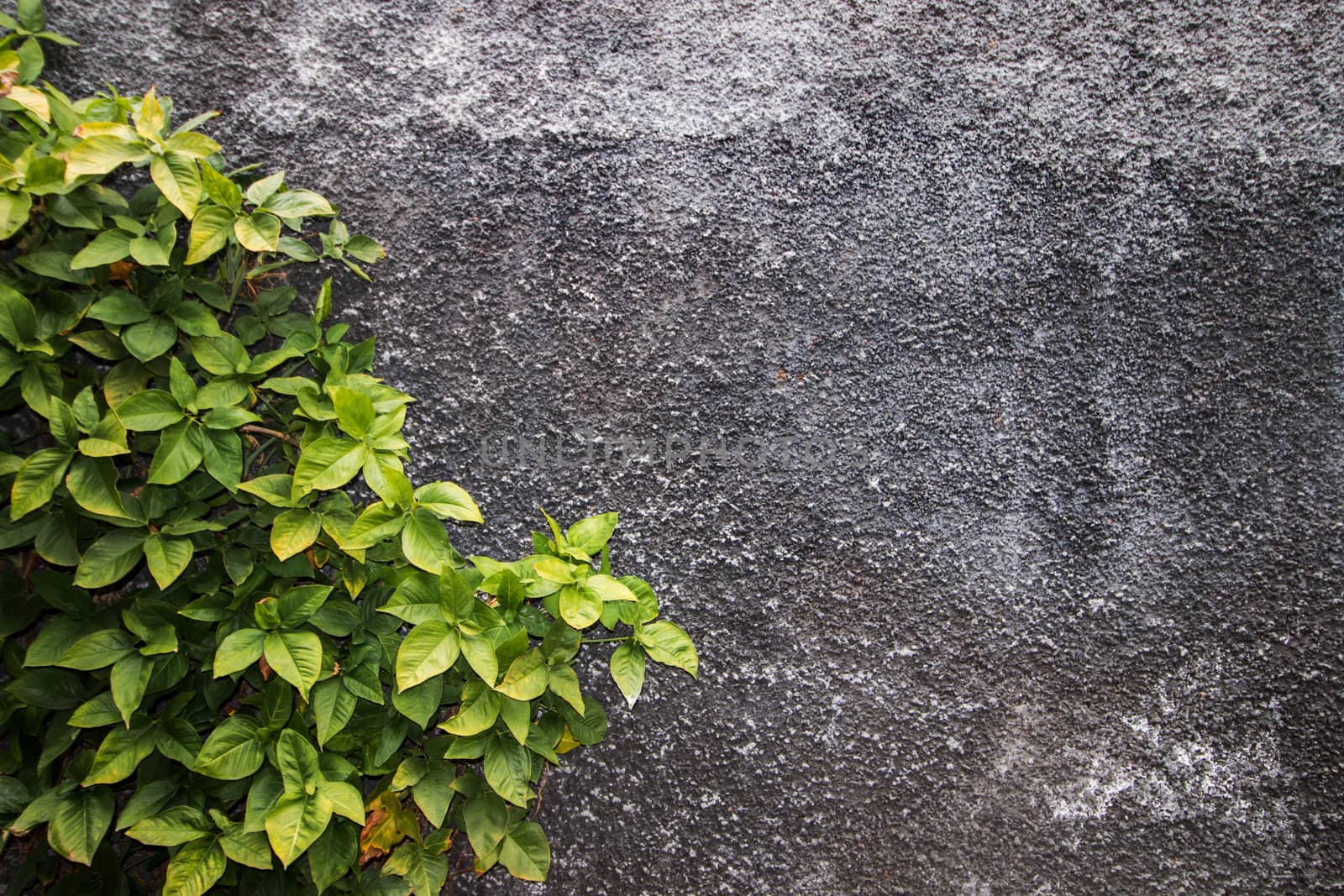 View of a cement wall with plant on the corner.