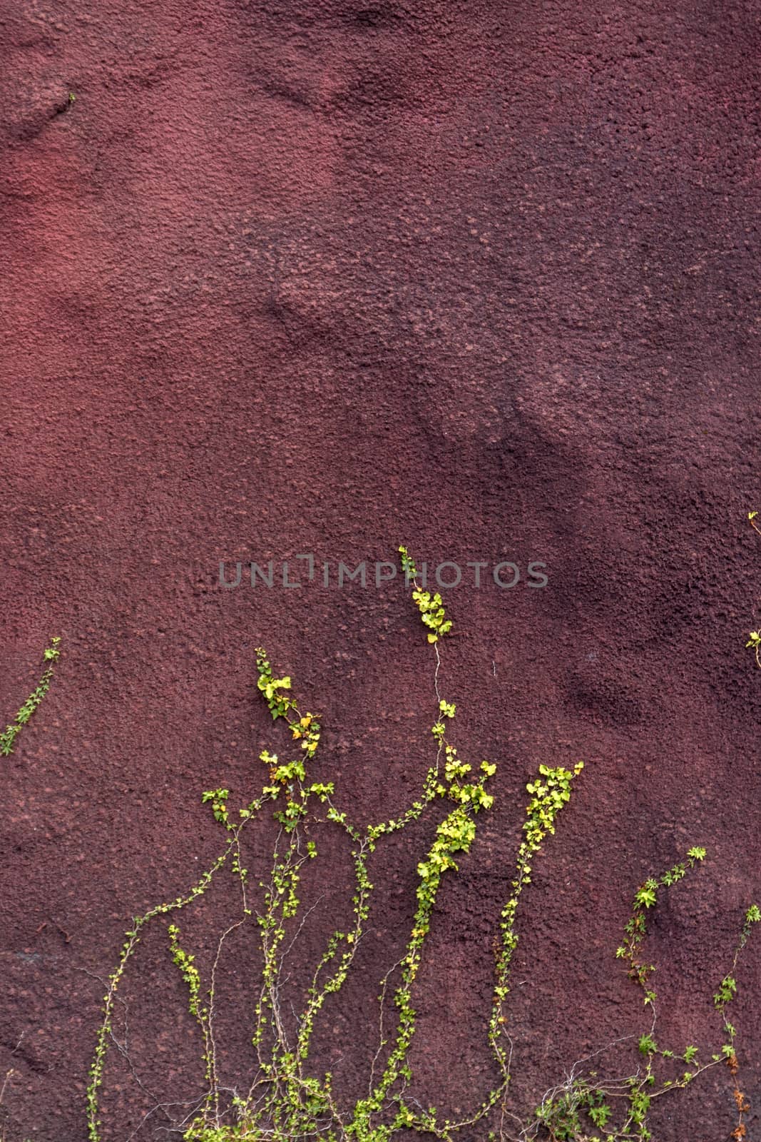 View of a Ivy plant crawling on a red wall.