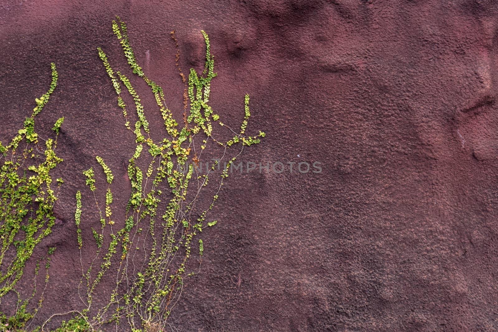 View of a Ivy plant crawling on a red wall.