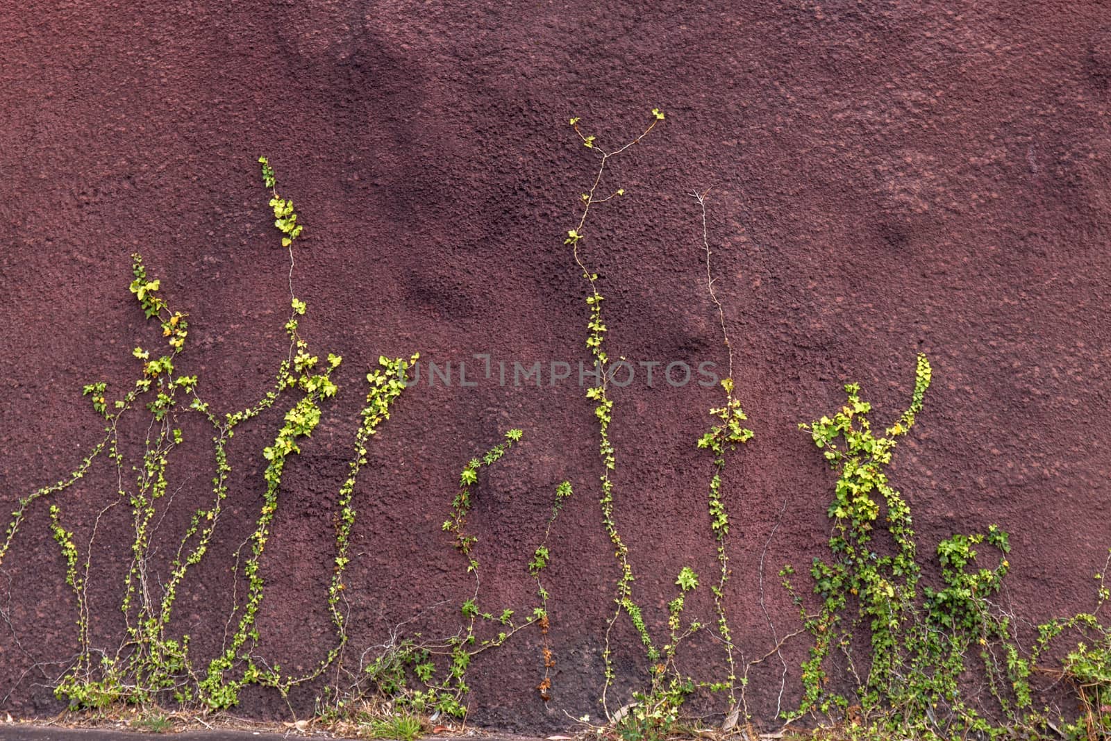 View of a Ivy plant crawling on a red wall.