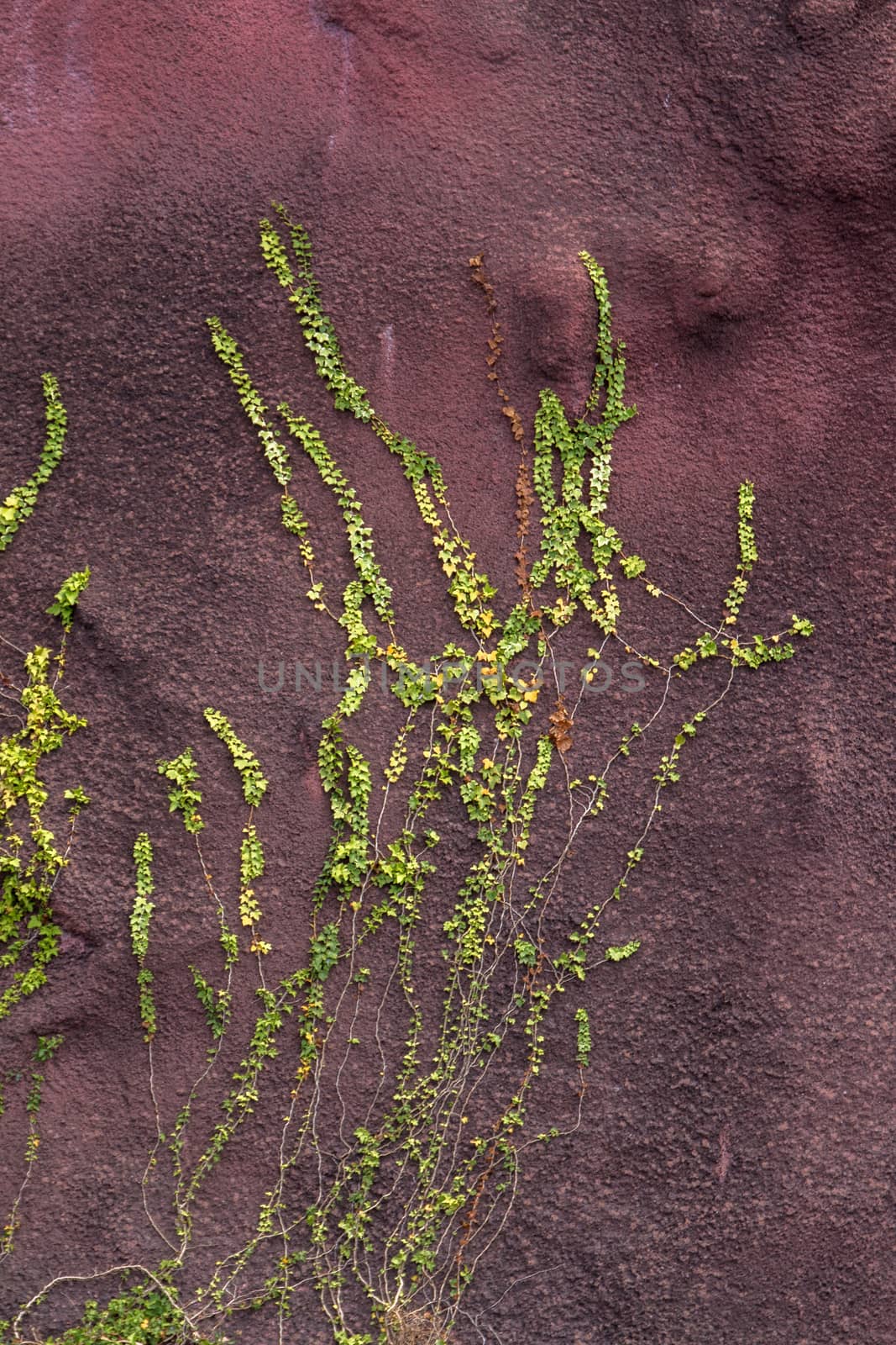View of a Ivy plant crawling on a red wall.